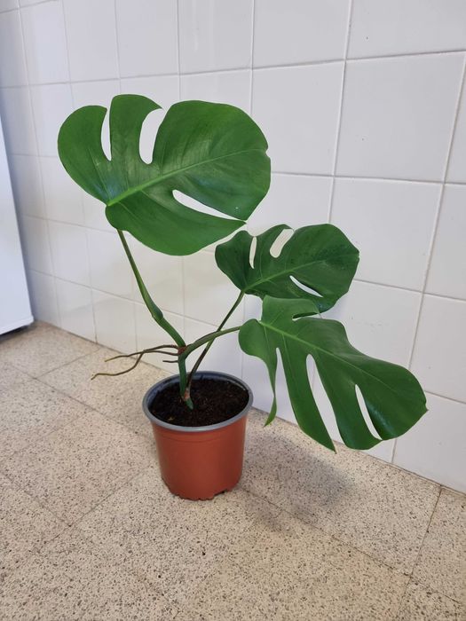 Planta natural Ficus elástica