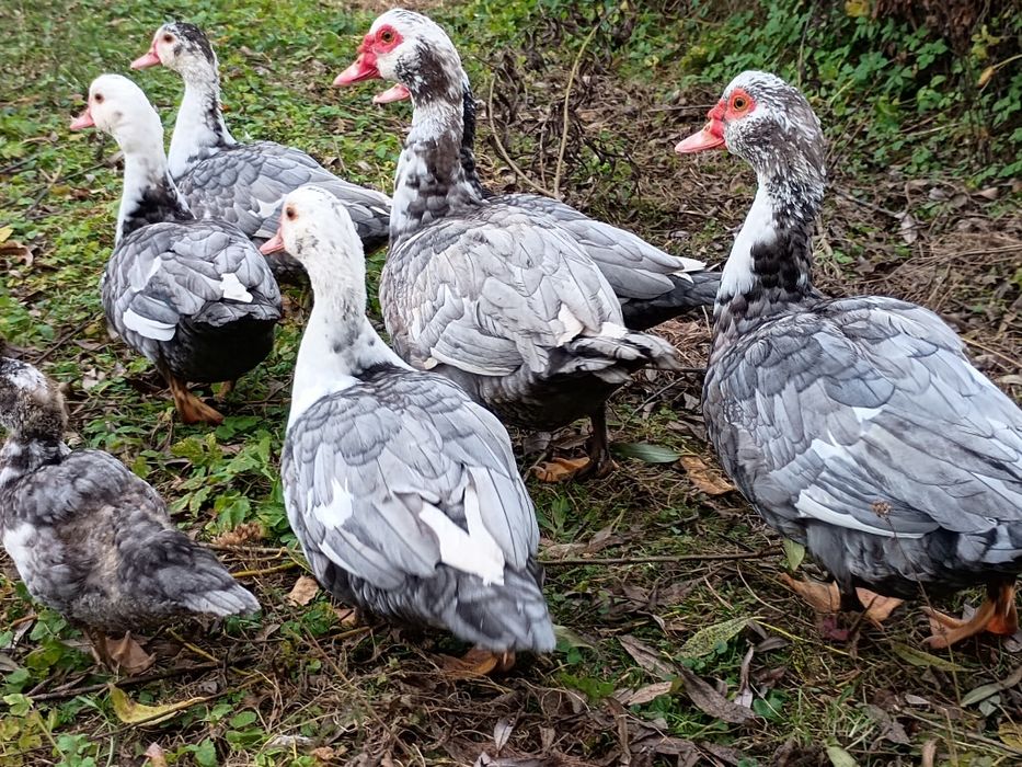 Kaczki i kaczory francuskie z własnej hodowli