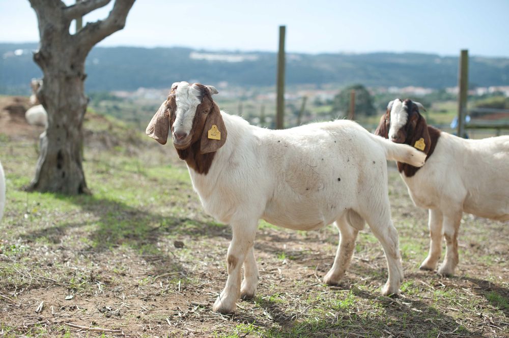 Vendo cabrito macho boer puro