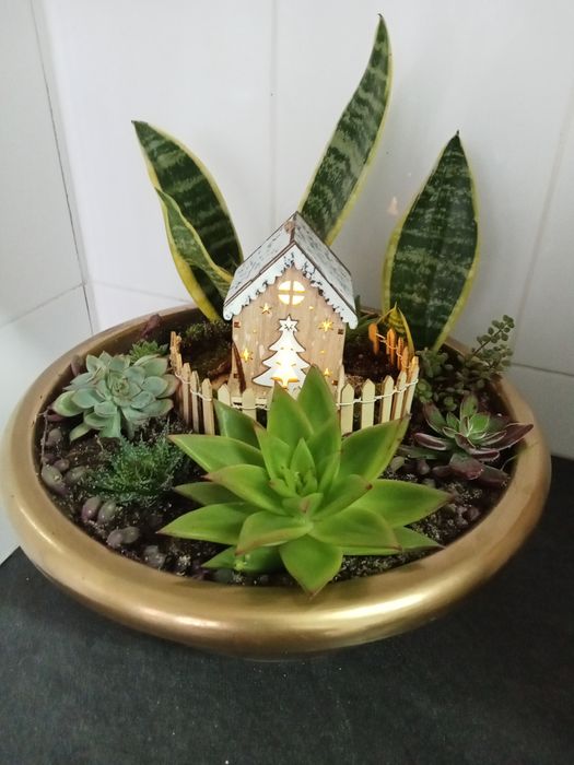 Arranjos de suculentas