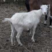 Кізлята зааненка+ламанч