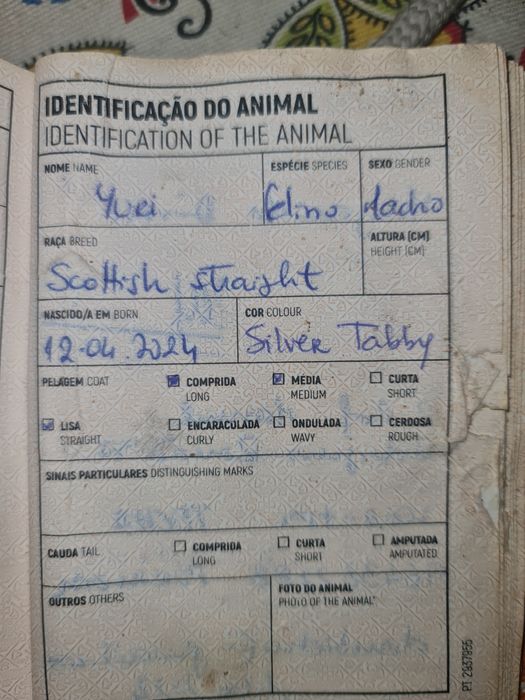 Gatinho meigo com livrete