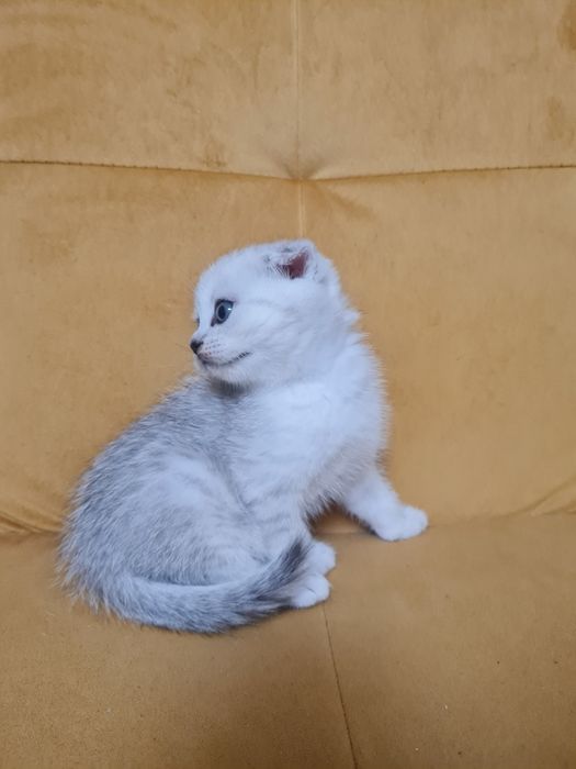 Вислоухий котёнок серебристая шиншилла мальчик, шотландский котёнок