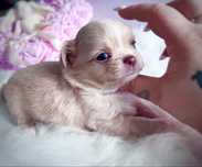 ***Długowłosy cudny maluszek chihuahua***