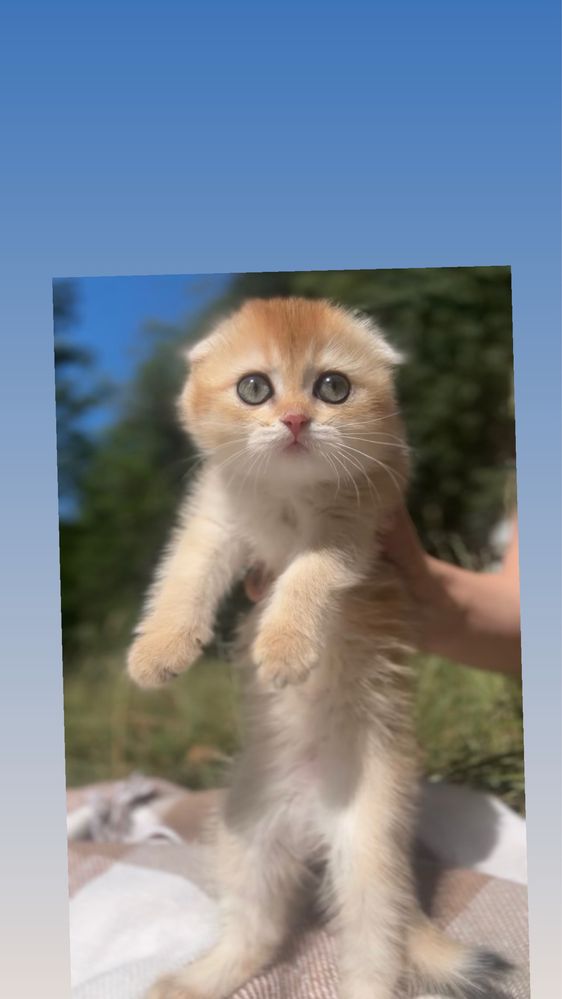 Шотландські породисті котики котенята золота шиншила чист