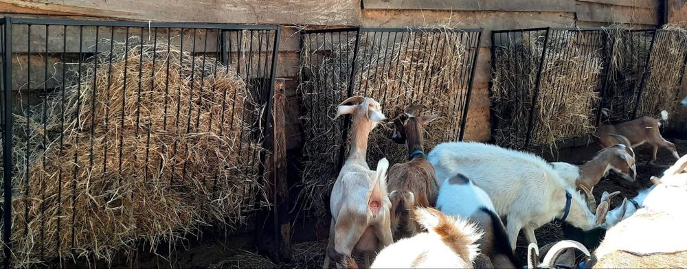 Paśnik na siano dla kóz, alpak, lam