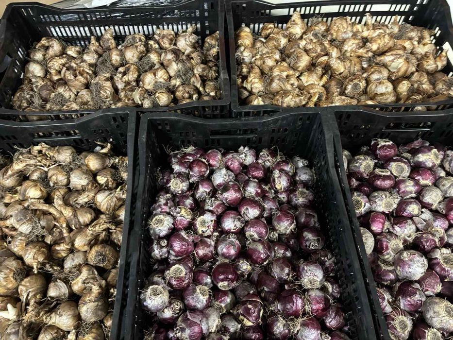 Цибулина гіацинта на вигонку