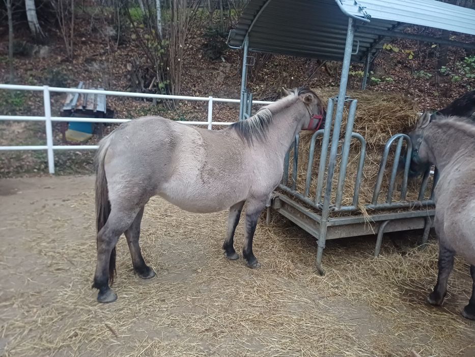 2 Klacze konika polskiego zaźrebiona