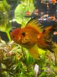 Welon Oranda Sklep Discus