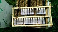 Kit produção de abelhas rainha apicultura -reprodução fácil de enxames
