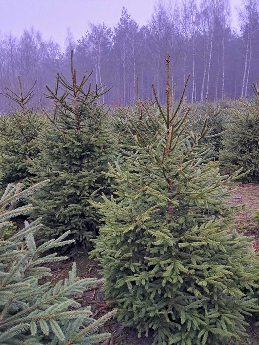 Choinki świąteczne