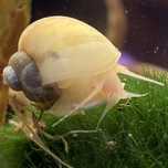 ślimak Ivory mystery Pomacea bridgesii