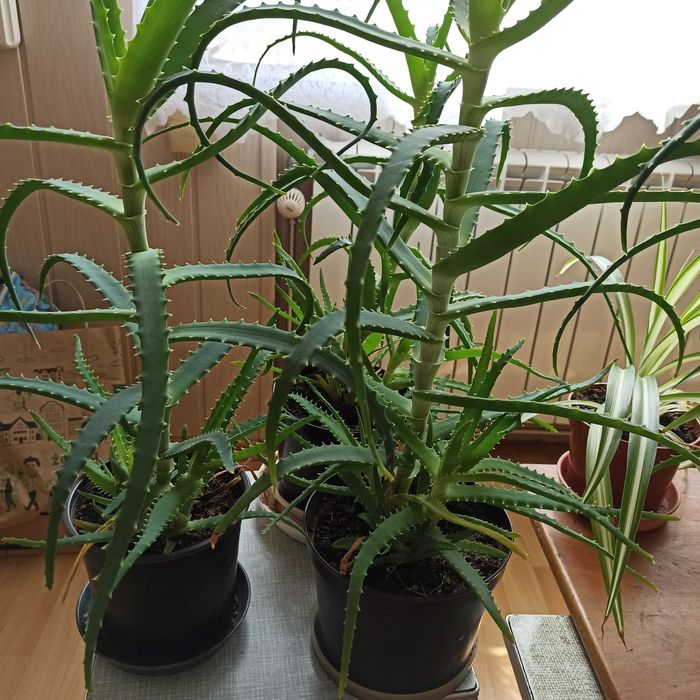Aloes kwiat domowy