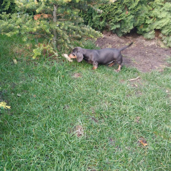 Jamnik krótkowłosy suczka