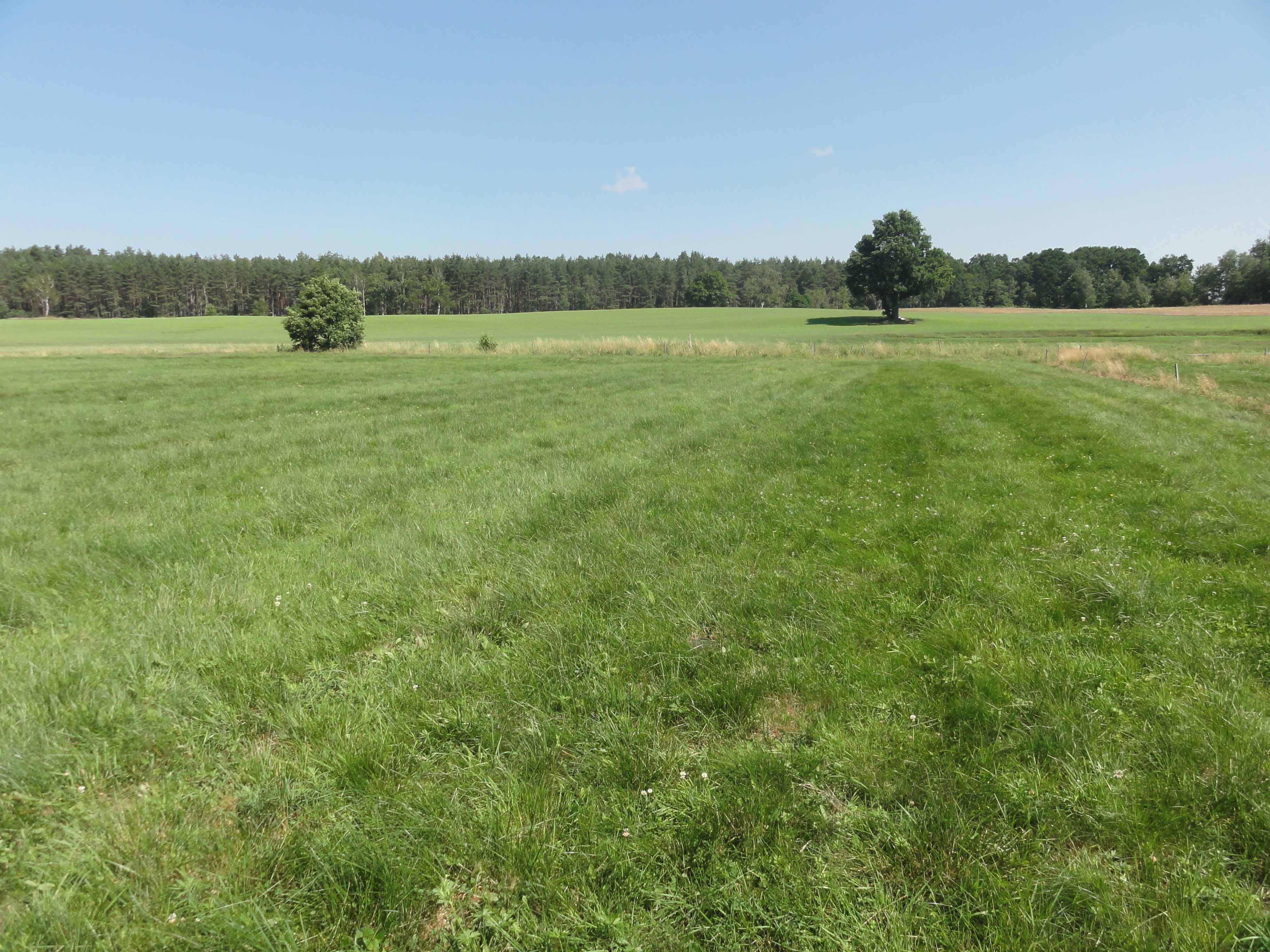 Działka nr 19/1 niedaleko jeziora NIEWLINO 3800 m2 - Nobliny Ostroróg