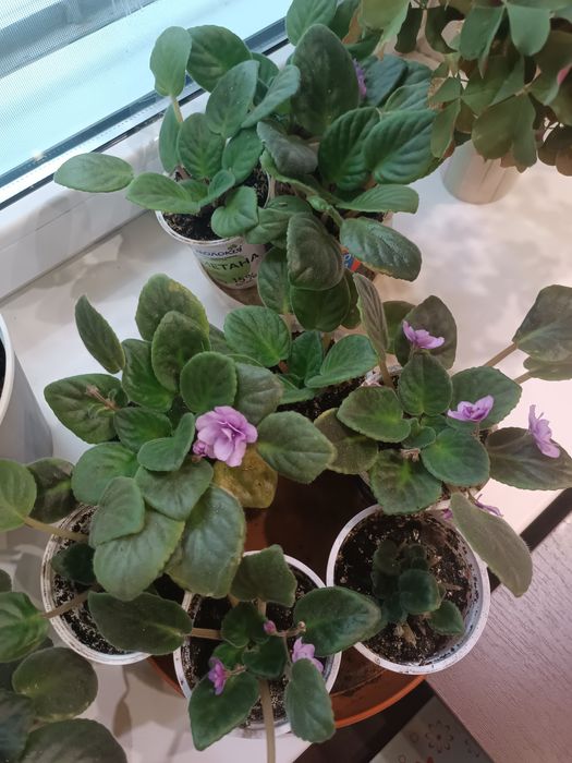 Фиалки нежно фиолетовый