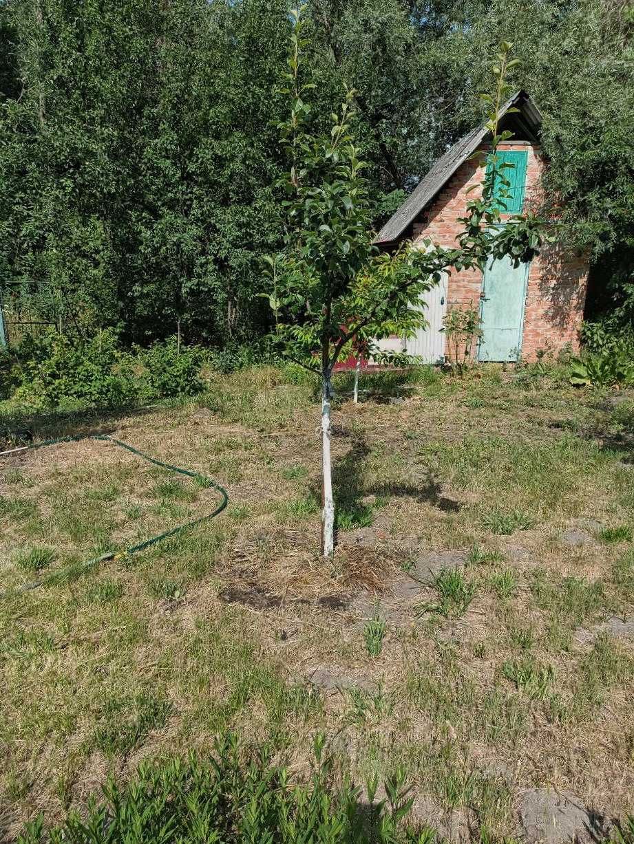Продам дачу  Лісові Поляни, с. Надержинщина (Полтавська обл.)