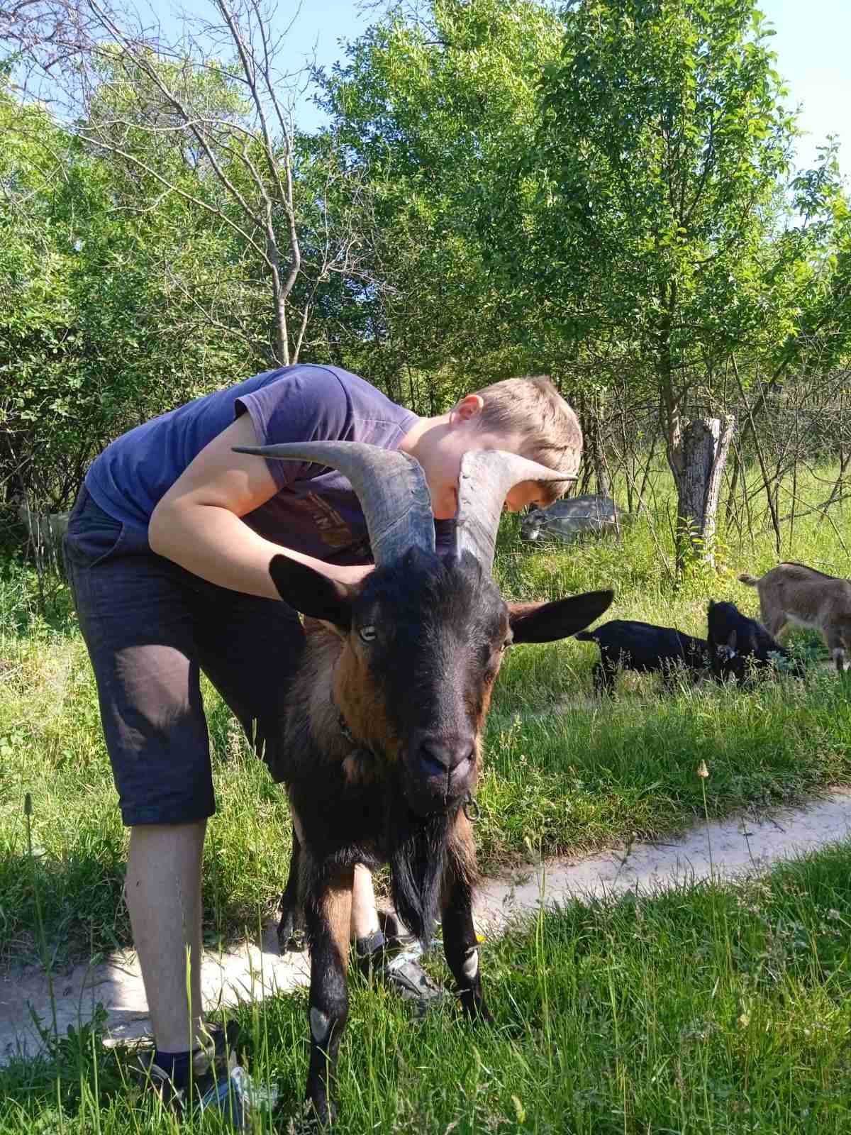 Цап альпійської породи