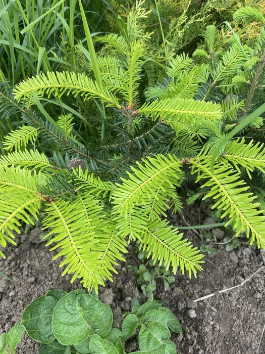 Продам декоративні рослини .