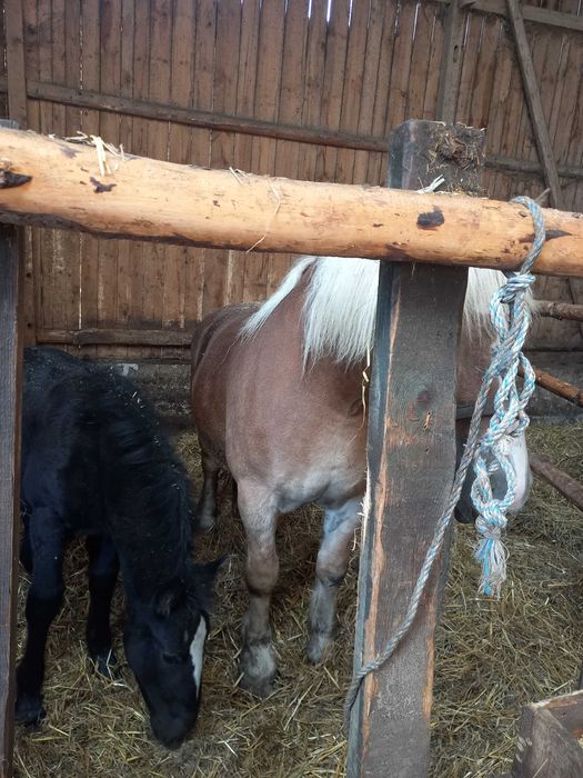 Konie Klacze Zimnokrwiste