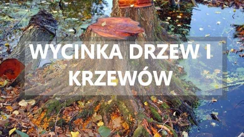 Czyszczenie działek wycinka drzew i krzewów,koszenie kosiarką bijakową