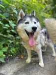 Megi w typie Husky szuka domu