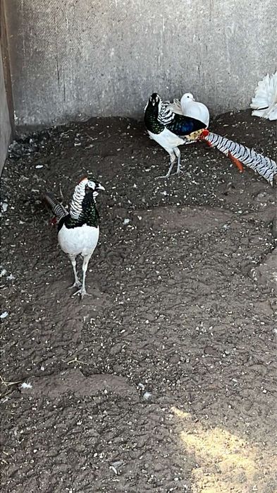 Фазан  хлопчик та пари