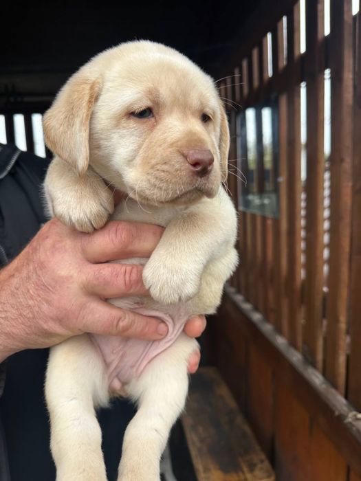 Чистокровні лабрадорчики