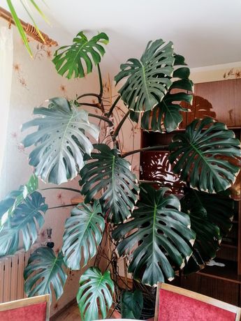 Monstera, filodendron