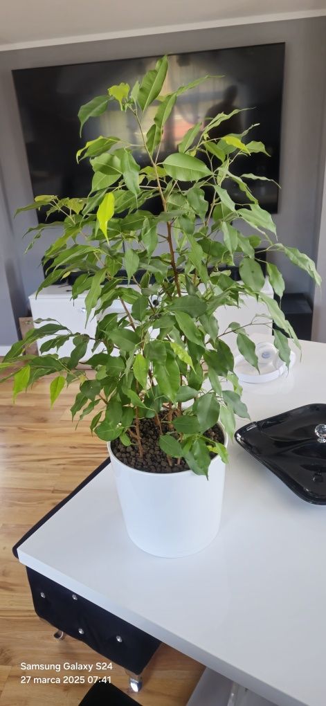 Figowiec Benjamina
