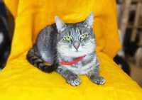 Пепельно-серая кошка Фрида, красавица и умница! (1 год, стерилизована)