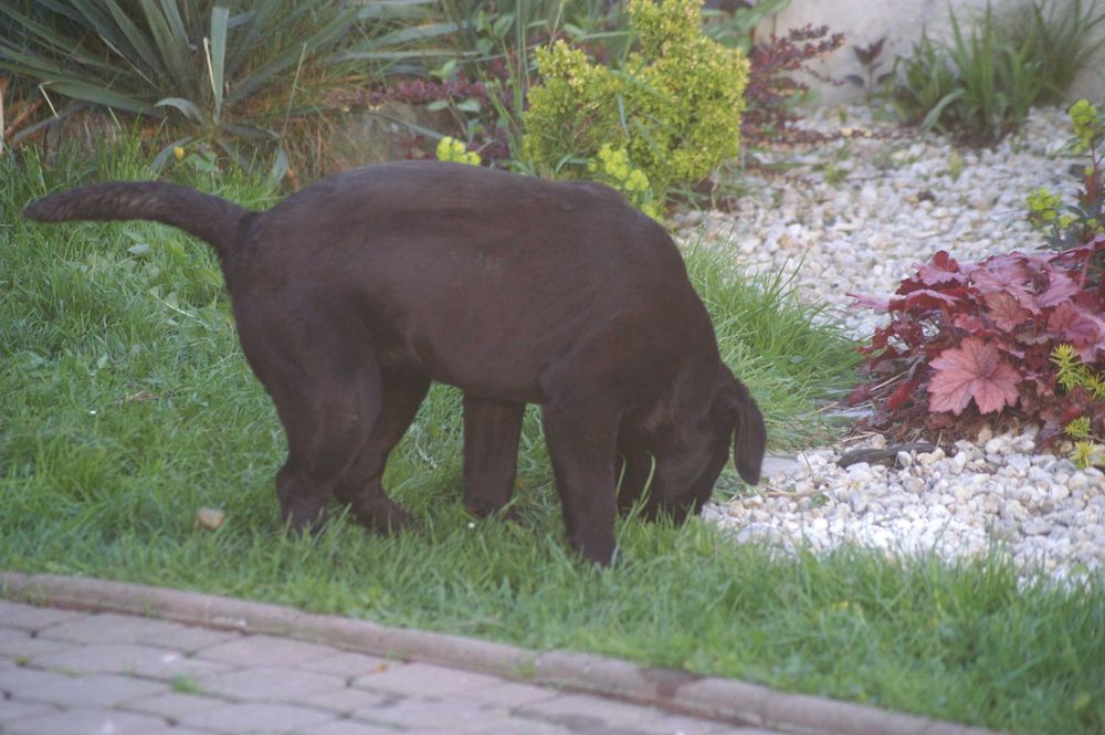 Cane Corso FCI  suczka, mocna budowa