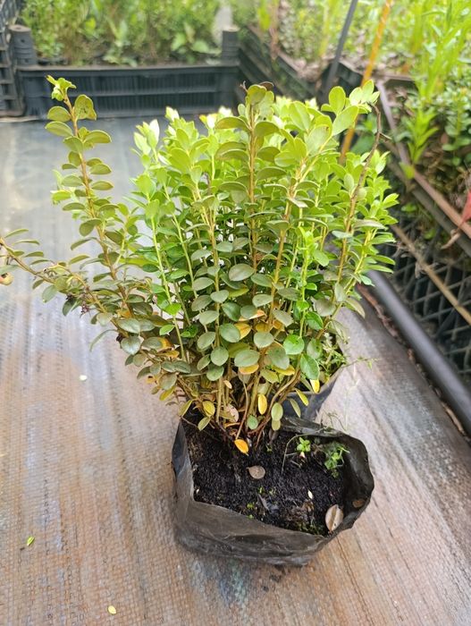 Брусниця садова ін-вітро