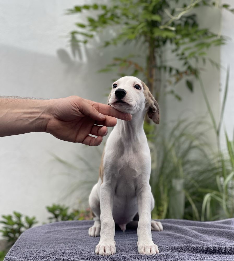 Whippet ZKwP chłopiec unikatowe umaszczenie Revirado FCI