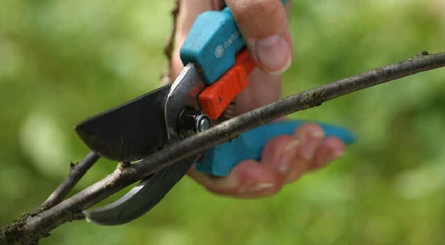 САДОВНИК. Сухой лиман. Одесса.Обработка деревьев. Консультация БЕСПЛАТ