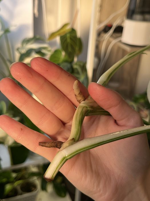 Верхівки монстери альби 2шт