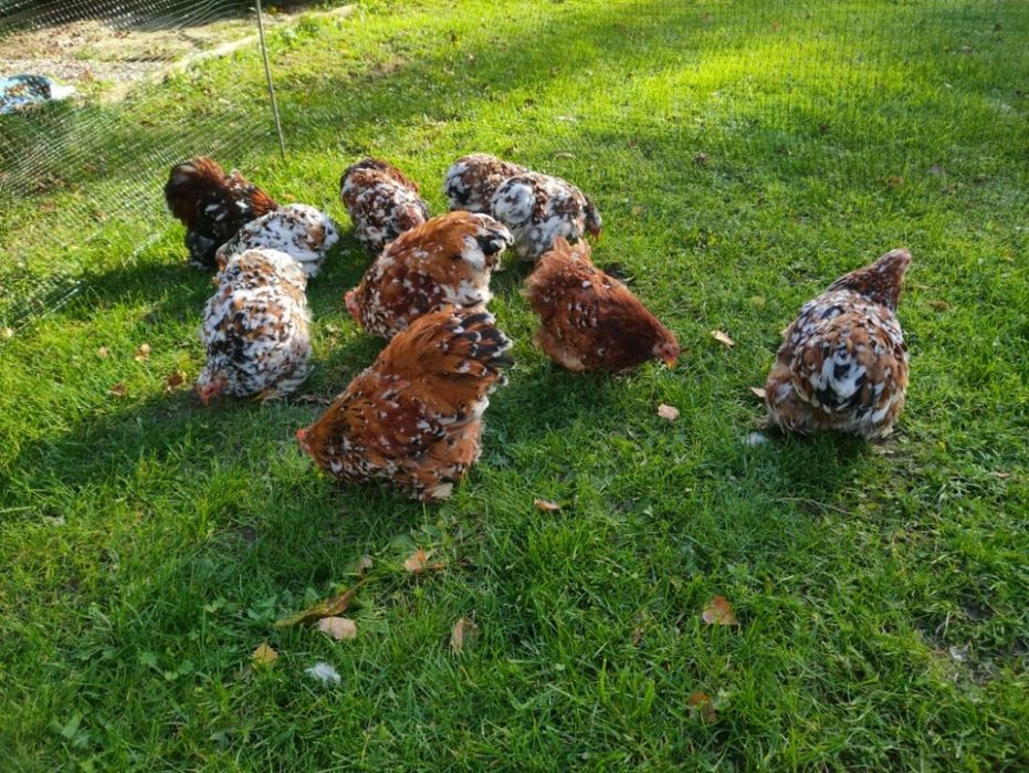 Kury kochin,kochin karzelek ,kochin miniaturowy, kochiny.