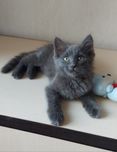 Пушистая девочка котята котенок