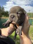 Sunia buldog francuski
