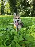 Super pozytywny, łagodny i przyjacielski pies -  husky szczeniak