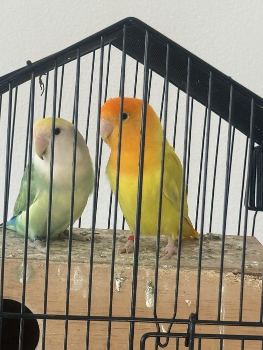 Vendo casal de Agapornis