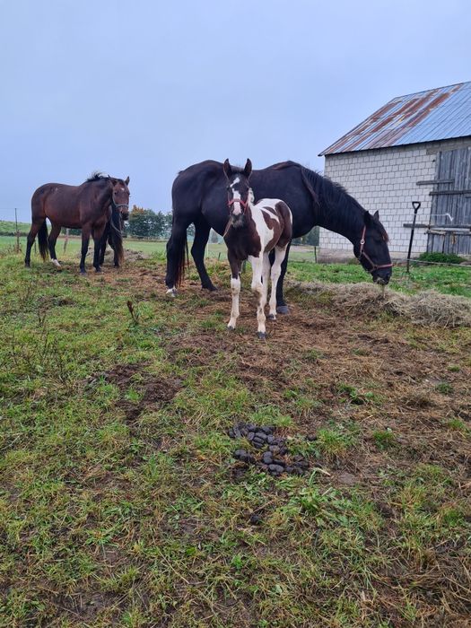 Klacz zmieni stajnie