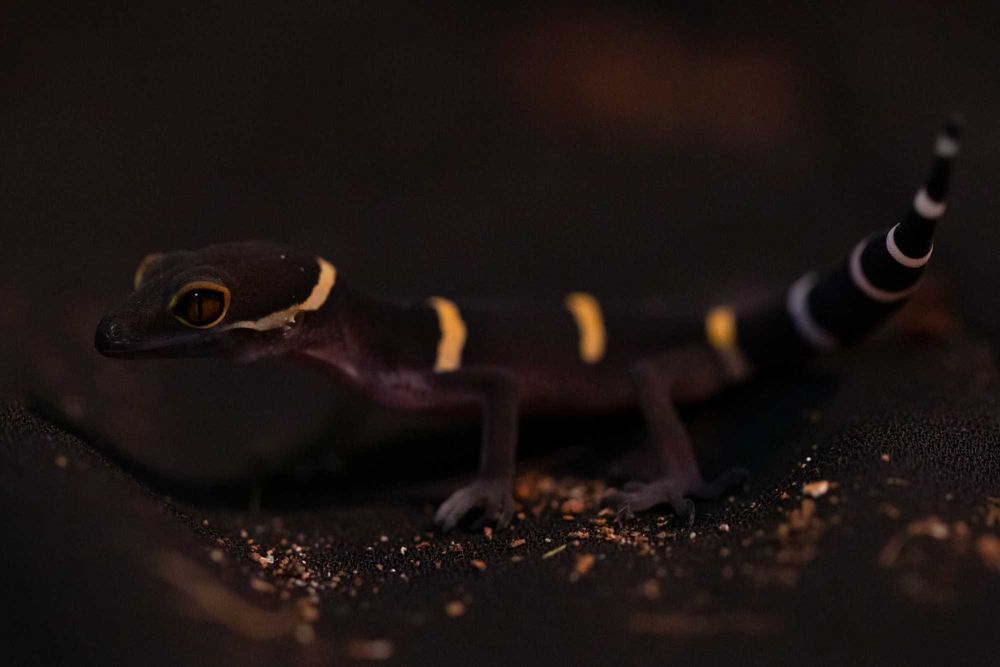 Goniurosaurus hainanensis, gekony chińskie Warszawa