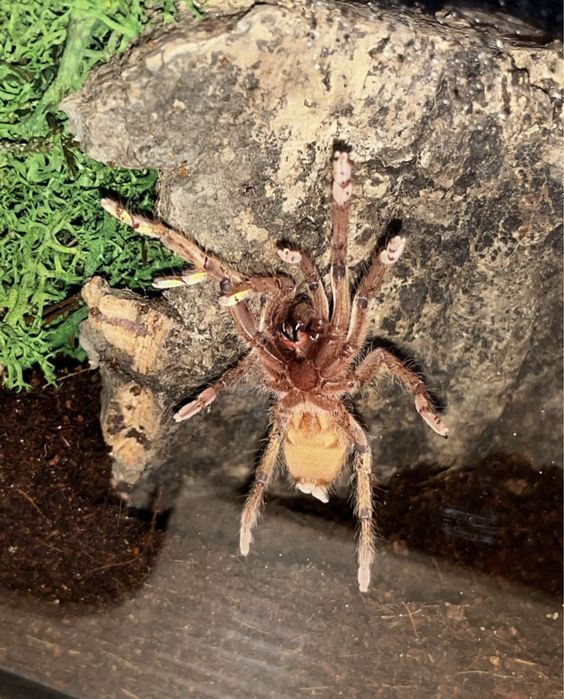 Neoholothele incei gold Samica  3,5dc