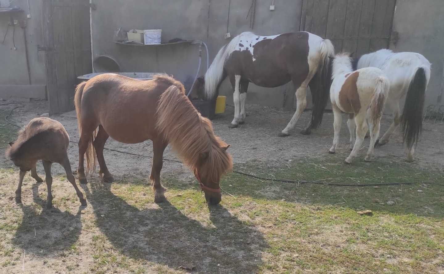 koń, klacz kucyk