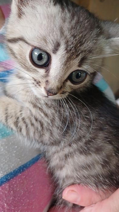 Котята в добрые руки Рэгдолл