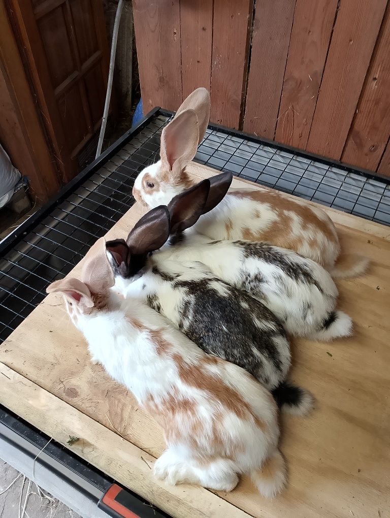 Olbrzym Belgijski & Olbrzym Srokacz