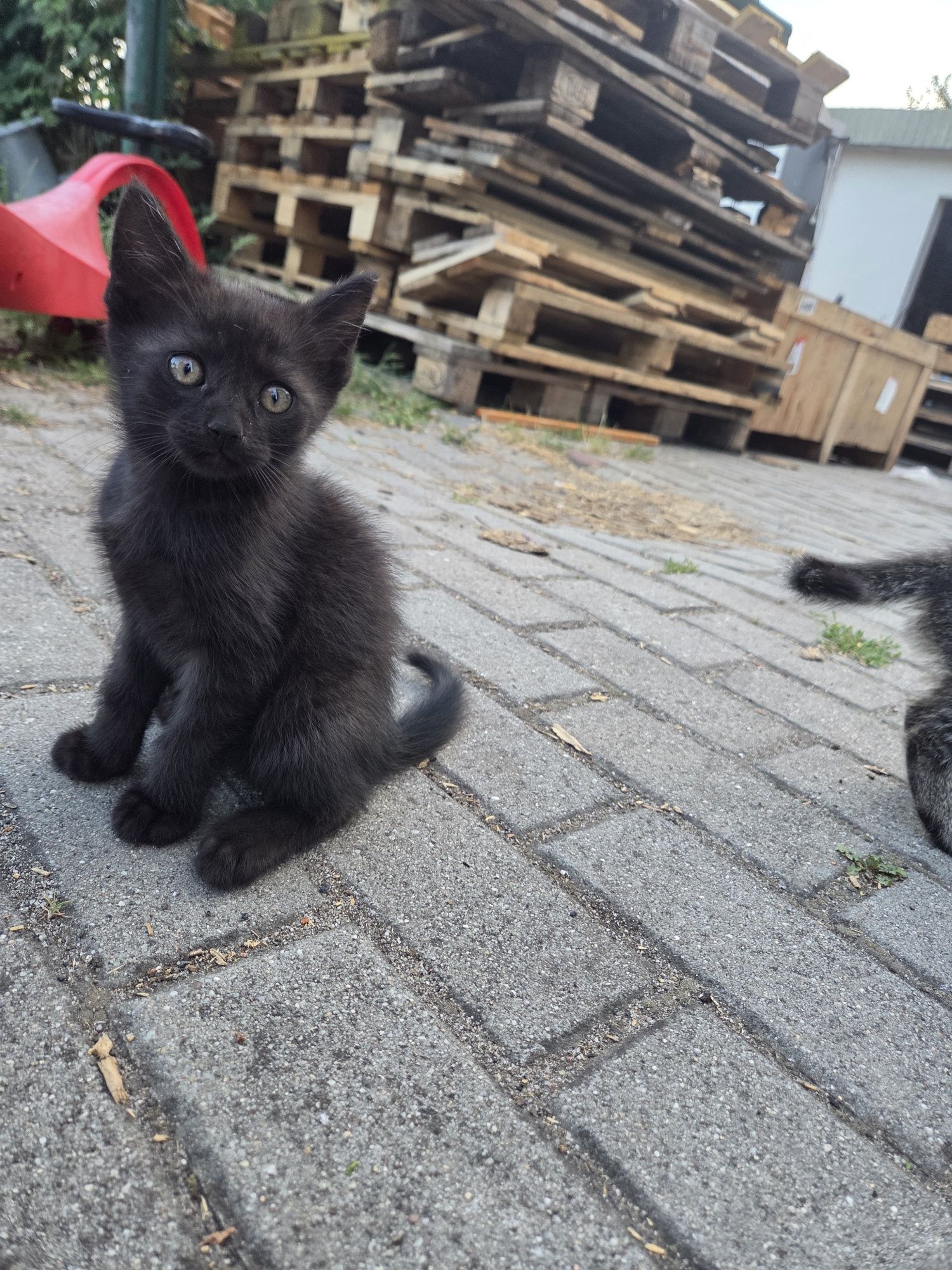 Oddam kotki w dobre ręce