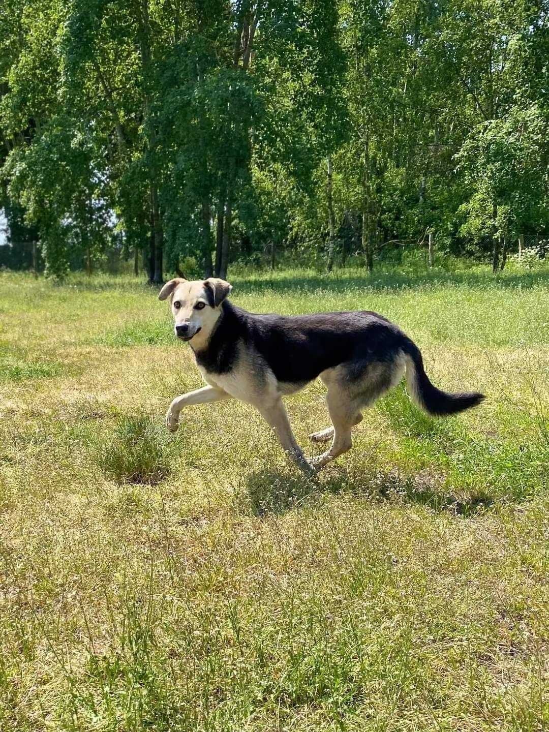 Ela pilnie szuka domu - Likwidacja schroniska! Ostatnie dni