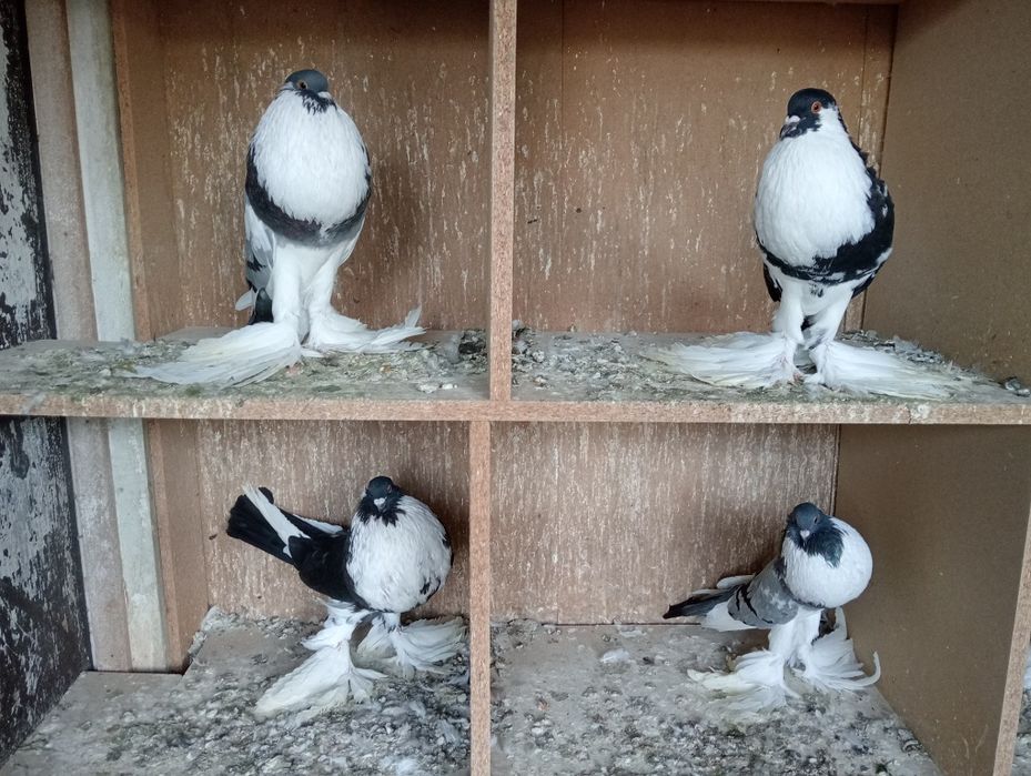 Pombos de papo muito bons